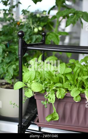 Im Sommer wachsen frische Kräuter zu Hause auf dem Balkon in Blumentöpfen. Nachhaltiger Lebensstil, frisches Bio-Gemüse, das zu Hause angebaut wird Stockfoto