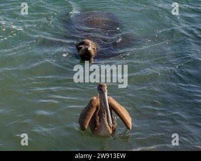 Ein Seelöwe und Pelikan im Hafen von cabo san lucas mexiko baja california sur Stockfoto