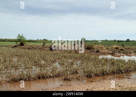 Cairns, Australien. Dezember 2023. Die Zuckerrohrpflanzen sind seit dem 21. Dezember im Norden von Cairns teilweise mit Wasser und Schlamm überschwemmt, vier Tage nach einer großen Überschwemmung. Solche weit verbreiteten großen Überschwemmungen in Cairns sind in der Geschichte nicht bekannt. (Foto: Joshua Prieto/SIPA USA) Credit: SIPA USA/Alamy Live News Stockfoto