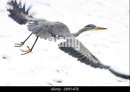 Ardea cinerea aka Graureiher. Ein riesiger Vogel fliegt über dem Fluss Becva in Roznov Pod Radhostem. Tschechische republik Natur im Winter. Stockfoto