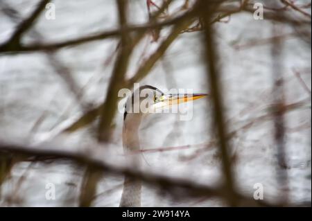 Ardea cinerea aka Graureiher. Ein riesiger Vogel jagt Fische in seinem Lebensraum am Ufer des Flusses Becva in Roznov Pod Radhostem. Tschechische republik Natur. Stockfoto