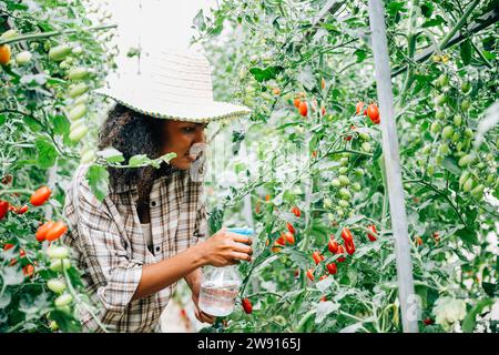 Schwarze Farmerin im Gewächshaus sprüht fleißig Wasser auf Tomatensämlinge mit einer Flasche Stockfoto