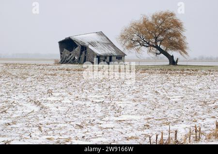 Wrack einer Scheune und Weide im Wind Stockfoto