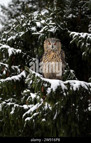 Eine Nahaufnahme einer eurasischen Uhu (Bubo Bubo), die auf einem schneebedeckten Fichtenzweig sitzt und direkt in die Kamera blickt Stockfoto