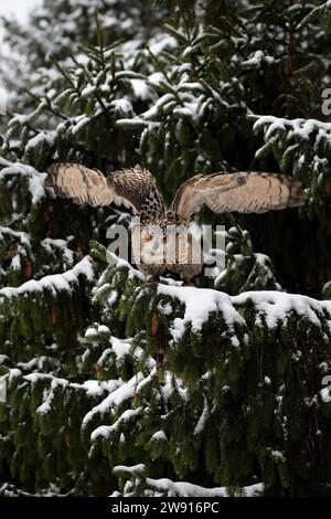 Eine Nahaufnahme einer eurasischen Uhu (Bubo Bubo), die von einem schneebedeckten Fichtenzweig abhebt und direkt in die Kamera blickt Stockfoto