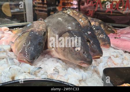 Ransbach-Baumbach Themenfoto: Nahrung, Ernaehrung, Nahrungsmittel, Fisch, Kapfen, 23.12.2023 frische Karpfen auf Eis warten in der Auslage eines Supermarktes Ernaehrung, Nahrungsmittel, Fisch, Kapfen, 23.12.2023 *** Ransbach Baumbach Thema Foto Food, Nutrition, Food, Fish, Kapfen, 23 12 2023 frischer Karpfen auf Eis wartet in der Ausstellung eines Supermarktes Ernährung, Lebensmittel, Fisch, Kapfen, 23 12 2023 Copyright: xAugstx/xEibner-Pressefotox EP jat Stockfoto