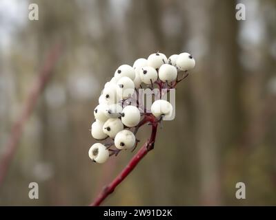 Weiße Beeren auf einem rot gebellten Hartholzzweig Stockfoto