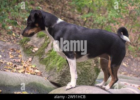 Jack Russell Terrier Hund für einen Spaziergang im Park Stockfoto