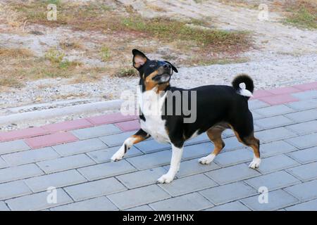 Jack Russell Terrier, der neben dem Besitzer spaziert, hört auf seine Befehle. Stockfoto