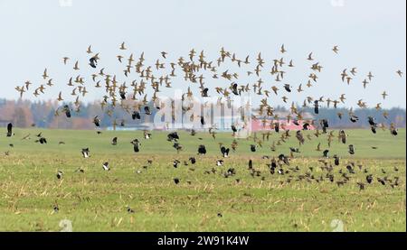 Herde von Goldenpfeifern (pluvialis apricaria) und Lapwings (Vanellus vanellus) im Flug über Land und Felder während der Herbstwanderung Stockfoto