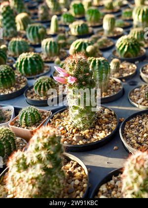 Kakteen-Gartenpflanze mit Kakteen, die im Herbst im Freien verkauft werden, verschiedene Kaktusarten in einem Topf mit kleinen Kies. Gegossene Kaktussorte auf A Stockfoto