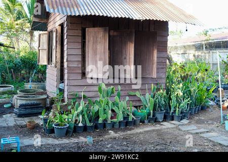 Kakteen-Gartenpflanze mit Kakteen, die im Herbst im Freien verkauft werden, verschiedene Kaktusarten in einem Topf mit kleinen Kies. Gegossene Kaktussorte auf A Stockfoto