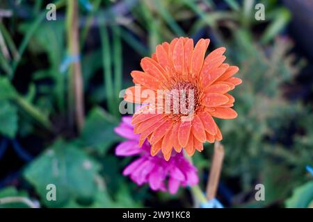 Nahaufnahme eines grünen Grasfeldes und blühender Gänseblümchen und Löwenzahn, ein Rasen im Frühjahr. Stockfoto
