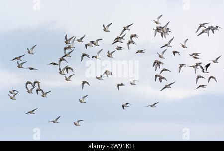 Herde von Goldenpfeifern (pluvialis apricaria) bei fliegenbewölktem Himmel während der Herbstwanderung Stockfoto