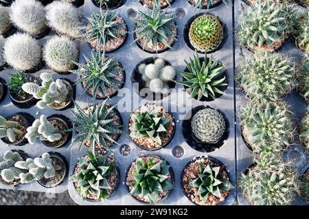 Kakteen-Gartenpflanze mit Kakteen, die im Herbst im Freien verkauft werden, verschiedene Kaktusarten in einem Topf mit kleinen Kies. Gegossene Kaktussorte auf A Stockfoto