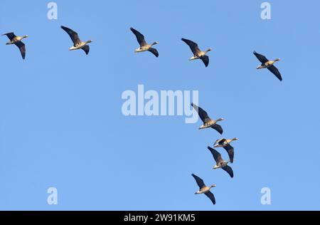 Keine große Schar von Großgänsen (Anser albifrons), die über den Morgenhimmel fliegen Stockfoto