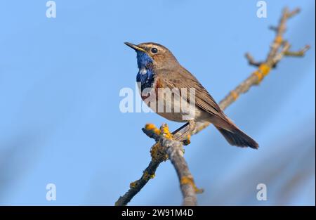 Männlicher Bluethroat (Luscinia svecica) posiert auf winzigem Ast über blauem Himmel während des Singen Stockfoto