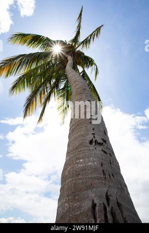 Ein fotorealistisches Bild der Spitze einer Palme vor einem hellblauen Himmel. Die Sonnenstrahlen strahlen strahlen durch die Wedel und werfen Licht und Schatten Stockfoto
