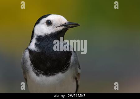 Porträt des männlichen Erwachsenen Weißer Bachschwanz (Motacilla alba), der im Sommer mit sauberem grünem Hintergrund posiert Stockfoto