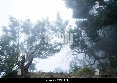 Eine Gruppe hoch aufragender Bäume taucht aus einem dicken Nebel in einem üppigen Regenwald auf Stockfoto