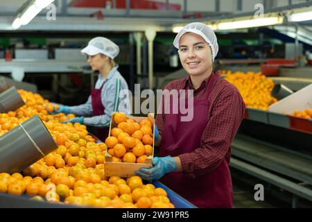 Glückliche Sortierfrau, die Mandarinen in der Schachtel zeigt Stockfoto