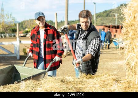 Erfahrene junge Frau und erwachsener Mann pflegen Heu in der Schubkarre, um Pferde während der Arbeit auf der Ranch zu pflegen Stockfoto