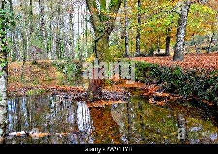 Albergaria Wald im Herbst im Peneda Gerês Nationalpark, Portugal Stockfoto