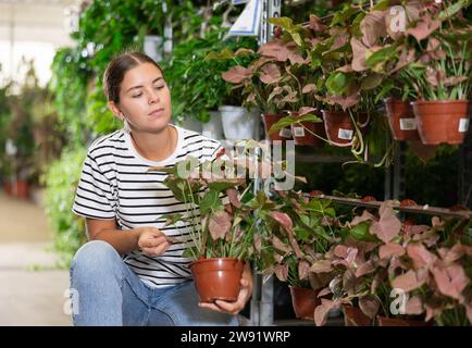 Junge Blumenläuferin, die syngonium mit rötlichen Blättern im Lager wählt Stockfoto