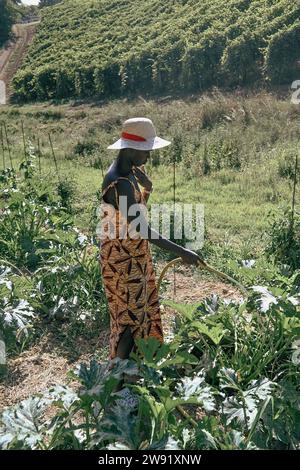 Nicht wiedererkennbare junge afrikanische Farmerin pflückt im Sommer Zucchini und Gemüse aus dem Gemüsegarten Stockfoto