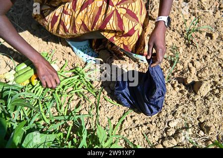 Nicht wiedererkennbare junge afrikanische Farmerin pflückt im Sommer von Hand grüne Bohnen und Gemüse aus dem Gemüsegarten Stockfoto