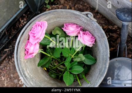 Rosa frisch gepflückte Rosen im Eimer Stockfoto