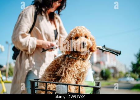 Frau mit Pudelhund sitzt im Fahrradkorb Stockfoto