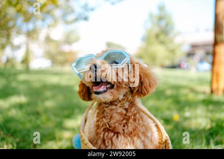 Süßer Pudelhund mit Sonnenbrille im Park Stockfoto