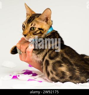 Ein bengalisches Kätzchen mit blauem Kragen liegt an der Hand Stockfoto