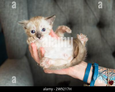 Schneebedeckte bengalische Kätzchen, die auf der Hand liegen Stockfoto