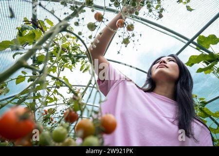 Frau Kommissionierung Tomaten im Gewächshaus Stockfoto