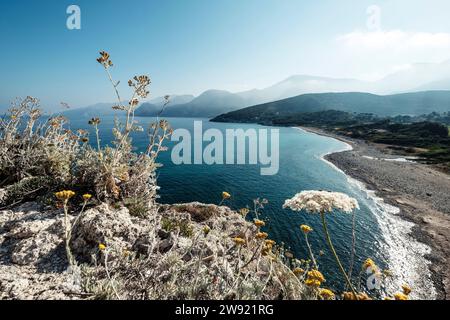 Frankreich, Haute-Corse, Saint-Florent, Wildblumen wachsen auf einem Hügel an der Küste Stockfoto