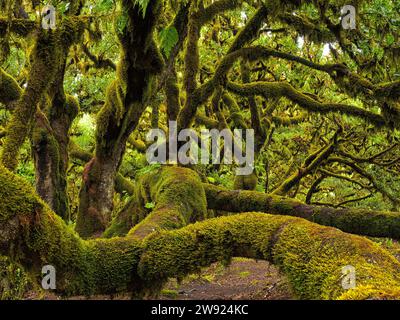 Portugal, Madeira, alte moosbedeckte Lorbeerbäume auf der Insel Madeira Stockfoto