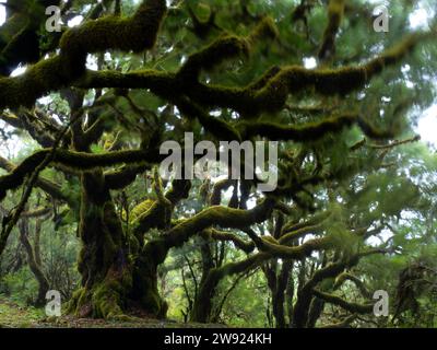 Portugal, Madeira, alte moosbedeckte Lorbeerbäume auf der Insel Madeira Stockfoto