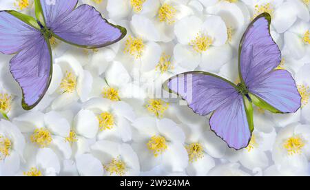 Natürlicher Pastellhintergrund. Zarte lilafarbene tropische Morpho-Schmetterlinge auf Jasminblüten Stockfoto