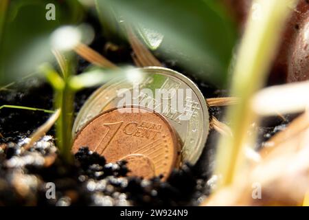 Eine Cent-Münze und zwei ukrainische Griwna liegen im Boden neben der grünen Pflanze, Wachstum und Wirtschaft, Geld und Finanzen Stockfoto