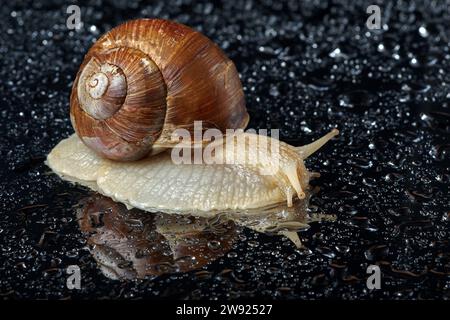 Traubenschnecke krabbelt auf nasser Oberfläche in Wassertröpfchen Stockfoto