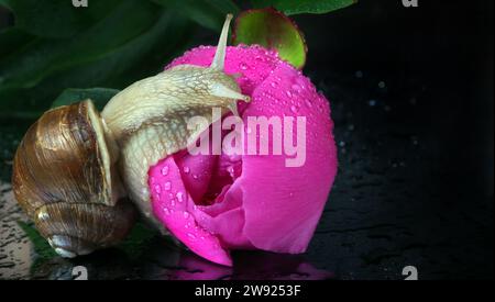 Traubenschnecke krabbelt auf einer Pfingstrosenblüte in Tropfen Wasser. Nach dem Regen. Kopierbereich Stockfoto