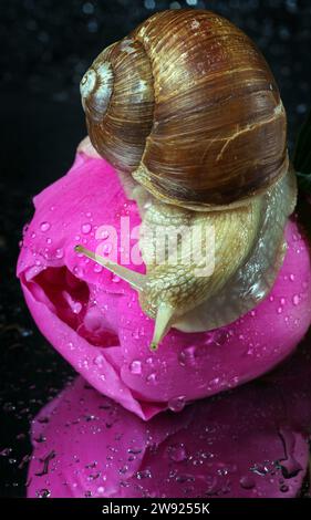 Traubenschnecke krabbelt auf einer Pfingstrosenblüte in Tropfen Wasser. Nach dem Regen. Stockfoto