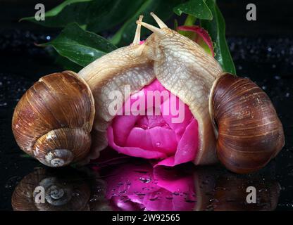 Zwei Schnecken, die sich in der Nähe einer rosa Pfingstrosenblüte umarmen. Traubenschnecken aus der Nähe Stockfoto