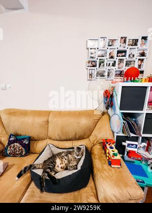 Große gestreifte Katze liegt auf einem weichen Bett auf dem Sofa im Zimmer Stockfoto