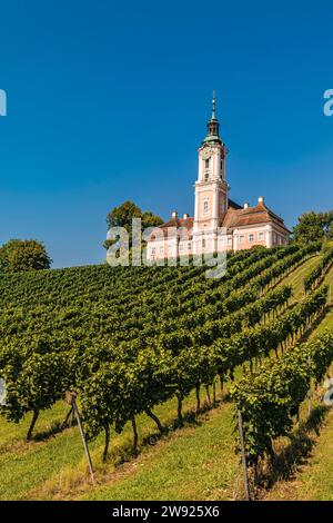 Deutschland, Baden-Württemberg, Birnau, Grüner Weinberg vor der Wallfahrtskirche Birnau Stockfoto