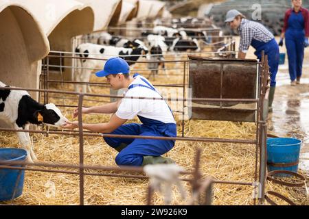 Junglandwirte, die Kälber im Betrieb streicheln und mit Heu füttern Stockfoto