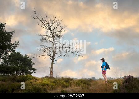 Walker und Baum im Naturschutzgebiet Kalmthoutse Heide, Kalmthout, Belgien Stockfoto