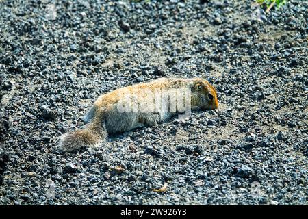 Arktisches Erdhörnchen (Citellus parryi) in Kamchatka lebt es auf vulkanischen Umwälzungen auf vulkanischen Schlackenfeldern. Russland Stockfoto